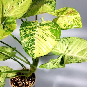 RARITY Syngonium Confetti Tricolor, plante établie, libre Phyto