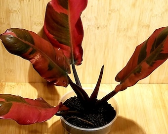 Philodendron noir Kardinal variegata