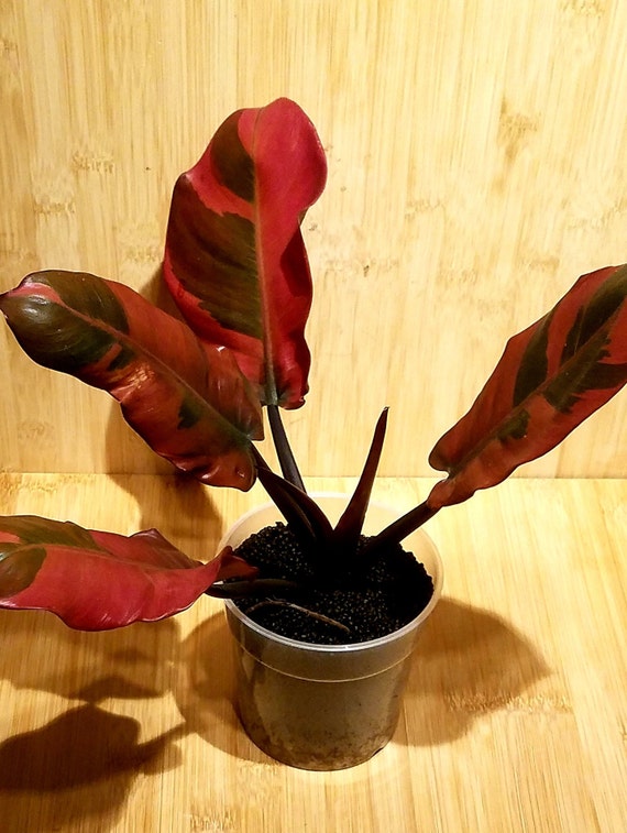 syngonium pink plant Syngonium Pink Rollie  Greenroom Planter