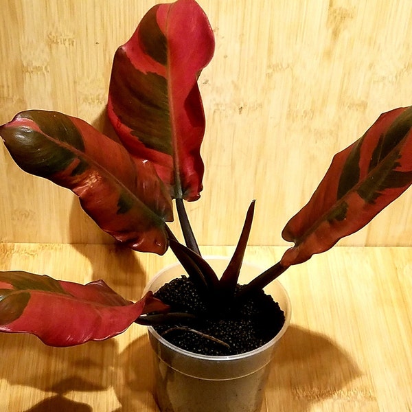 Philodendron negro Kardinal variegata