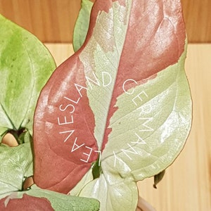 RARITÄT, Syngonium Erdbeermilch, FREE Phyto