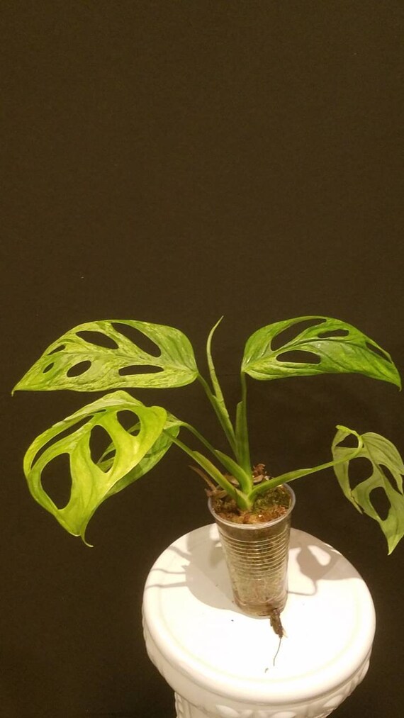 monstera thai steckling Monstera Deliciosa main image 0