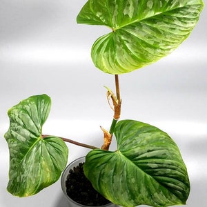 Philodendron Majestic