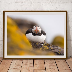 Puffin on the Isle of May-Scotland- PRINT, MOUNTED,Jigsaw or POSTER, Wall Art- Scottish Landscape Photography, Nature, Animal Art