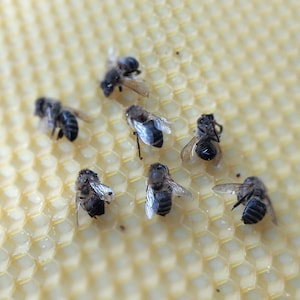 Op de afbeelding: Zes honingbijen met zwart en bruin gestreepte lichamen en doorschijnende vleugels rustend op een lichtgeel, zeshoekig honingraatpatroon. De bijen zijn in verschillende hoeken gepositioneerd over het gestructureerde, rasterachtige oppervlak.