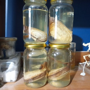Real Wet Specimen Pacific Gaper Clam