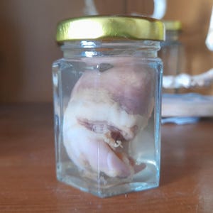 Real wet specimen domestic turkey heart