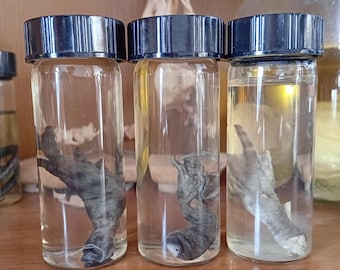 Ejemplar real húmedo de pata trasera de sapo común