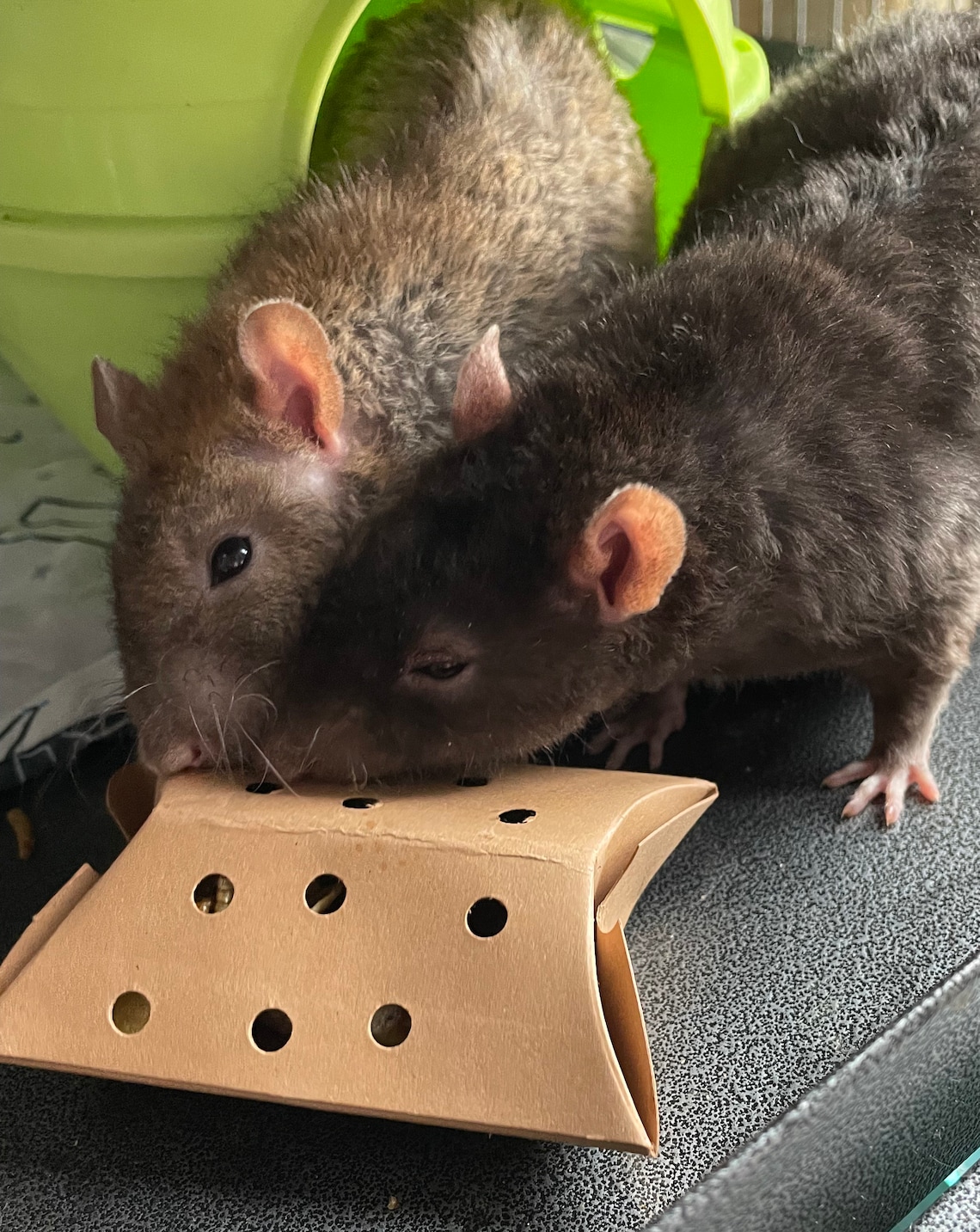 Filled Forage Pillow Toy for Rats Hamsters Mice and More Etsy UK