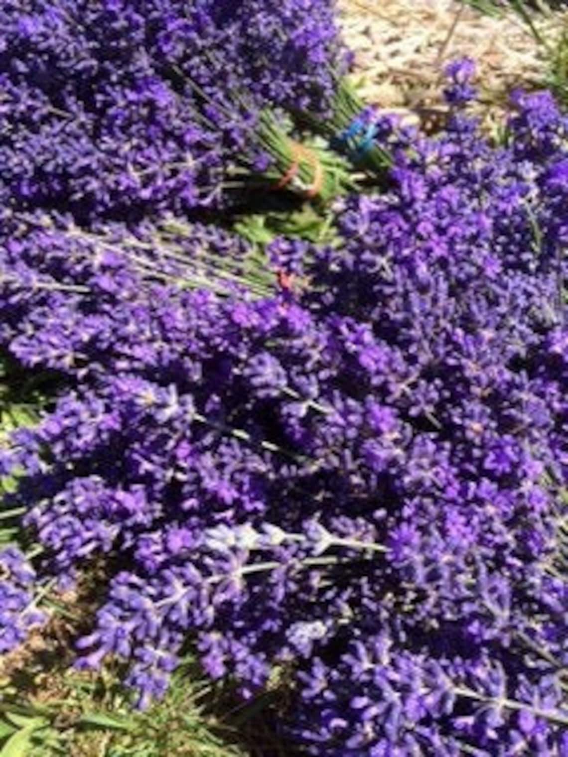 ROYAL VELVET LAVENDER Culinary Lavender Flower Bud Etsy