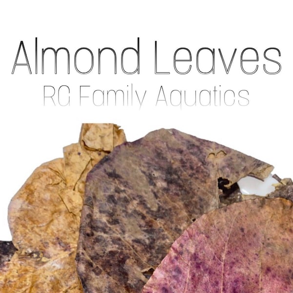 Almond Leaves (Betta Leaves, catappa leaves, Indian almond leaves, tank decor, aquarium leaves)