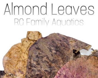 Almond Leaves (Betta Leaves, catappa leaves, Indian almond leaves, tank decor, aquarium leaves)