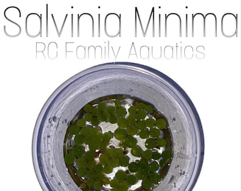 Salvinia Minima, Water Spangles, Live Aquarium/Aquatic/Floating/Pond Plant + 1 BONUS PLANT