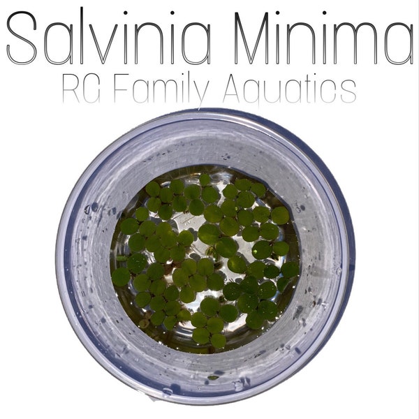 Salvinia Minima, Water Spangles, Live Aquarium/Aquatic/Floating/Pond Plant + 1 BONUS PLANT