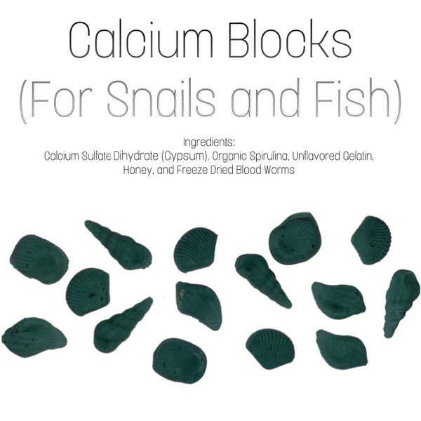 Aquatic Snail Calcium Blocks with Spirulina (Supplement for Snails, Fish, and Shrimp) Homemade!!!