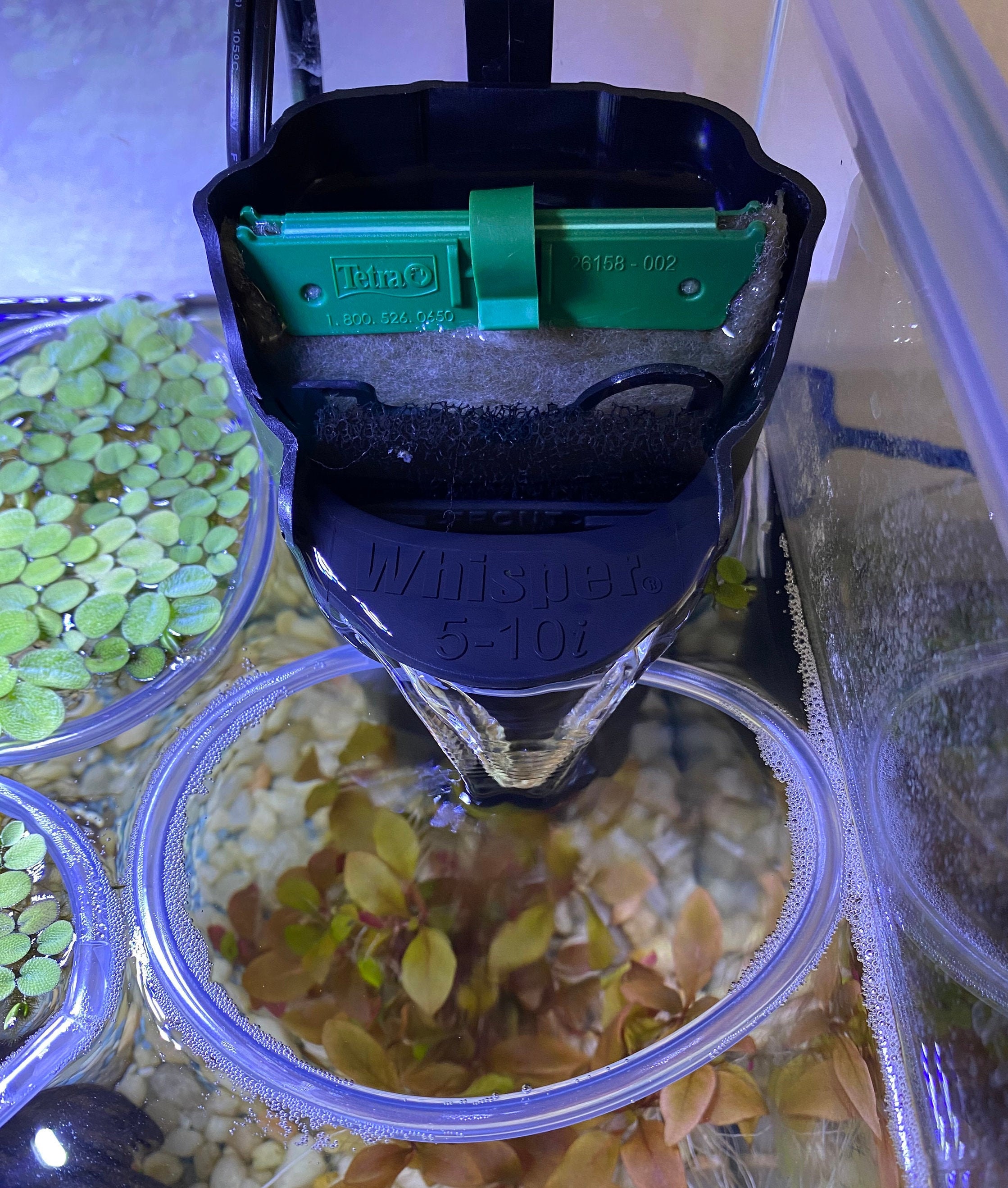 Aquarium Feeder Rings THE ORIGINAL HEART aquarium Rings Etsy UK