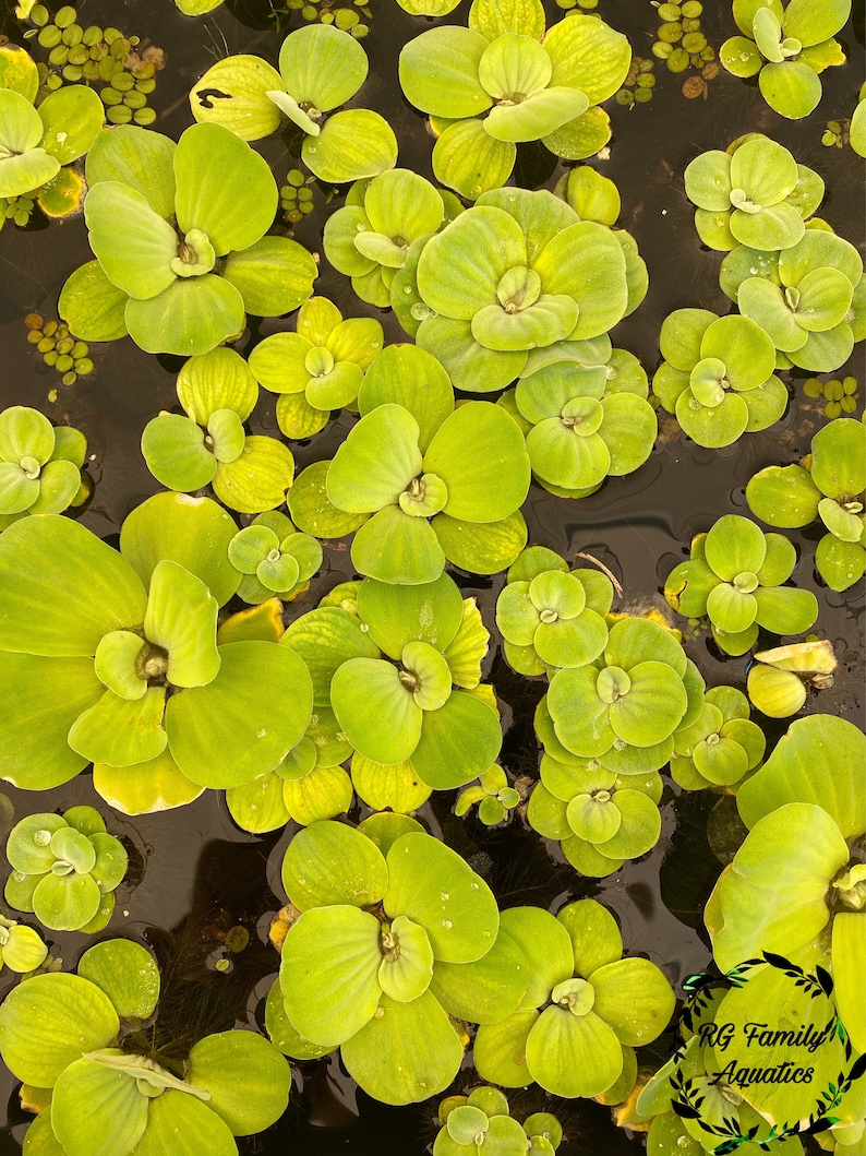 Water Lettuce Regular and Dwarf Water Lettuce Pistia Etsy