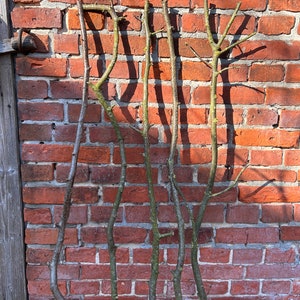 10 hazelnut branches, natural wood, crooked, rustic branches with bark, branches for crafts, hobby, macrame. approx. 115 cm