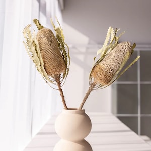 Dried Natural Banksia Stems