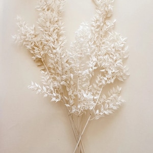 Dried Italian Ruscus White