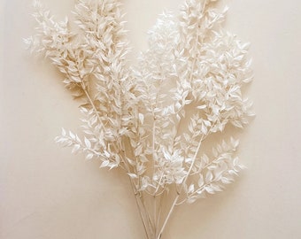 Dried Italian Ruscus White