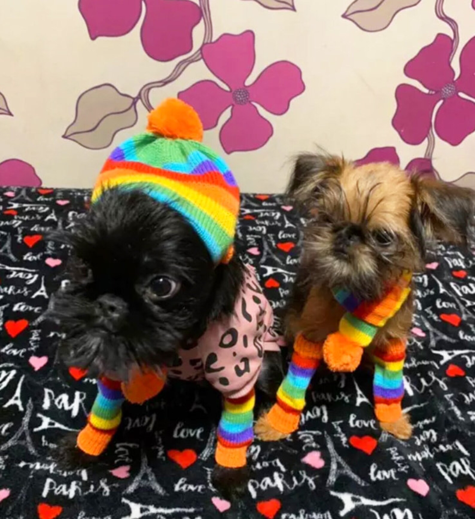 Dog Knitted Costume Set Etsy