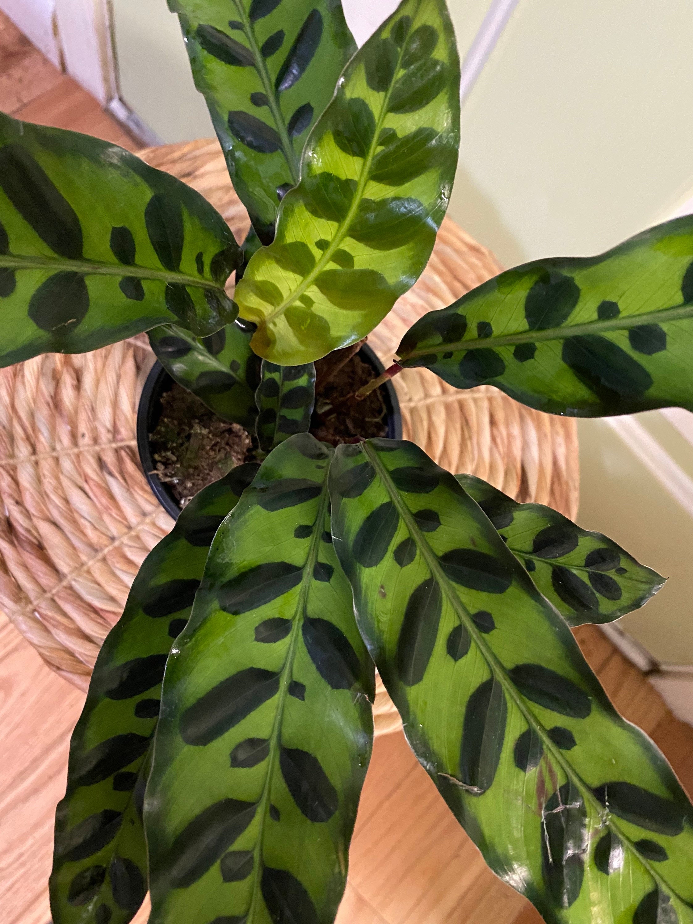Calathea lancifolia rattlesnake plant 4 Etsy