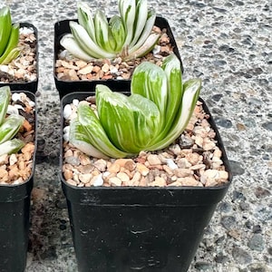 Haworthia Truncata Variegated | Unique Haworthia Succulent | Small Living Succulent Plant