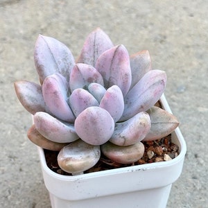 May include: A small succulent plant with fleshy, pale pink leaves in a white pot. The plant is a rosette shape and has a dusty appearance.