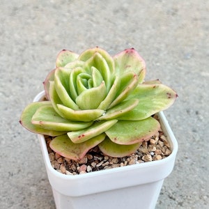 Echeveria Ice Rose | Single Echeveria Succulent | Living Succulent Plant