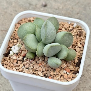 Adromischus Marianae Hallii | Rare Succulent Variety | Living Succulent Plant