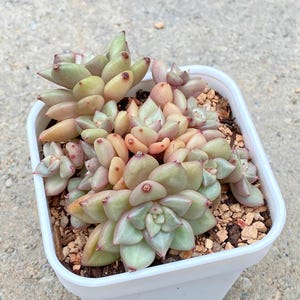 May include: A small, square white pot filled with a succulent plant. The succulent has green, pink, and peach-colored leaves. The plant is surrounded by small, brown pebbles. The pot is sitting on a concrete surface.