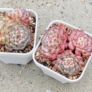 May include: Two square white pots each filled with succulents. The succulents have tightly packed, rosette-shaped leaves in shades of pink, green, and red. The pots sit on a textured, light gray surface.