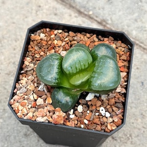 Haworthia Tropical Night | Rare Succulent Variety | Living Succulent Plant
