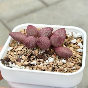 Adromischus Marianae Herrei | Rare Succulent Variety | Living Succulent Plant