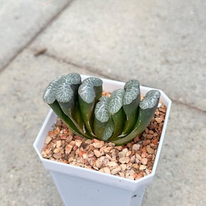 Haworthia Truncata | Haworthia Succulent in Nursery Planter | Living Succulent Plant