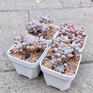 Pachyphytum ‘Baby Fingers’ Succulent Cluster | Living Succulent