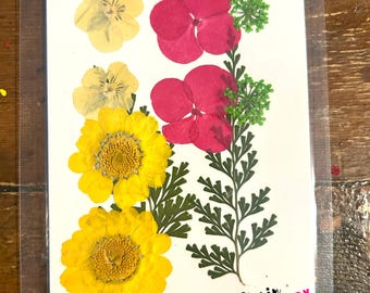 Composition de fleurs stabilisées pour résine, fleurs séchées, fleurs séchées, fleurs pressées