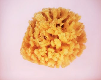 100% Natural Mediterranean Sponge, Natural Sponge