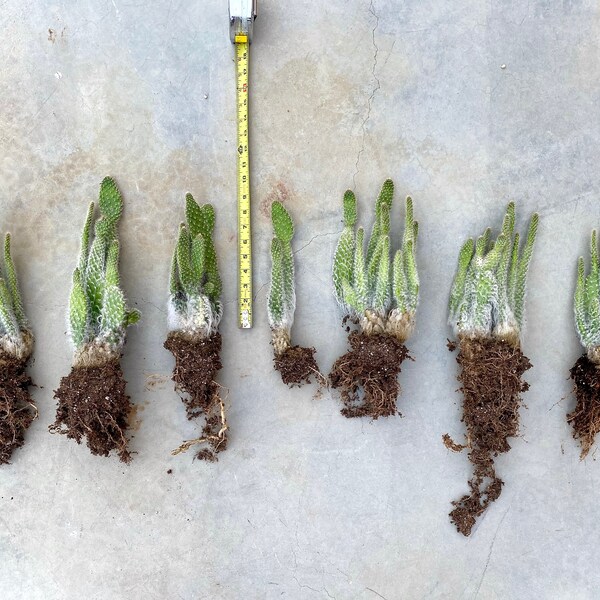 Mojave Prickly Pear Clusters. AKA Snow Cactus. Bare Root Live Plant. Opuntia erinacea ursine. Fast Grower and Cold Hardy.