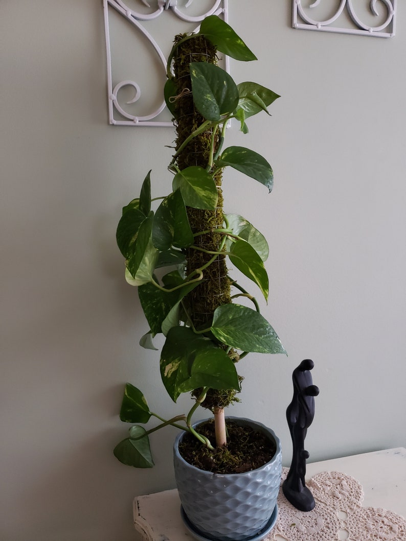 Skinny Moss Pole Plant Totem Monstera Support Aroid Etsy Canada