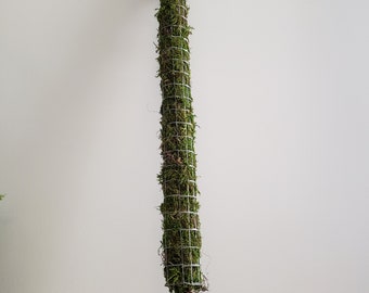 Sturdy Moss Pole ~ Large Plant Totem ~ Climbing Vine Plant Support ~ Monstera Support ~ Aroid Climbing Pole
