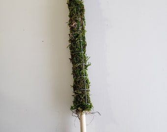 Skinny Moss Pole ~ Totem de plante ~ Monstera Support ~ Poteau d’escalade aroïde ~ Plant Growth Stake