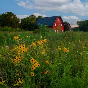 Prairie Flowers and Old Red Barn