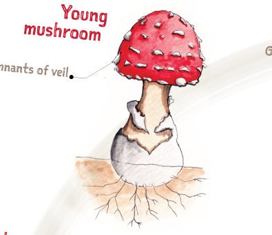 Mushroom Study Bundle | Life Cycle | Anatomy | Flash Cards | Fungi ...