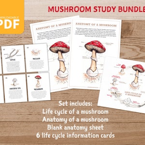 Paquete de estudio de hongos / Ciclo de vida / Anatomía / tarjetas flash / hongos / PDF, imprimible digitalmente, descargar / Biología, Ciencia, Educación, estudio