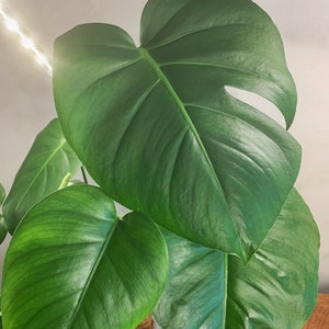 Monstera Deliciosa Plant Cutting, Tropical Split Leaf Plant, Monstera Deliciosa Propagation, Monstera Plant Clippings