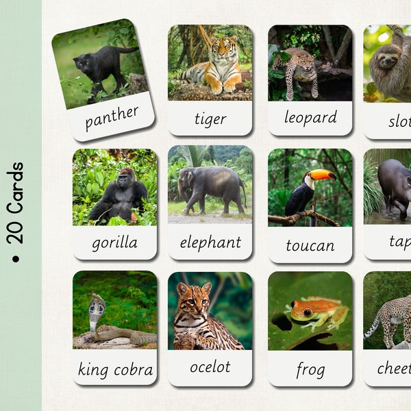 Jungle Rainforest Animals | Cards | Realistic Animal Activity | 20 nomenclature cards | Kindergarten | Educational Flash Cards | Montessori