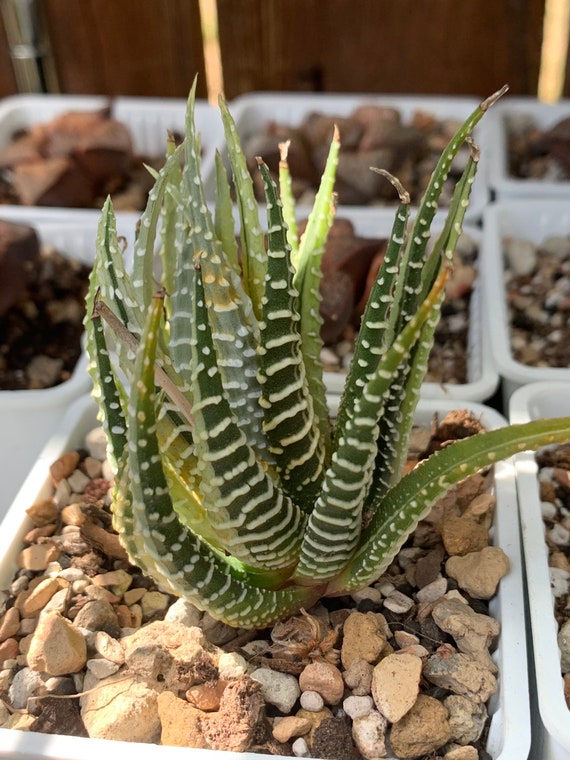 Home & Living Ferns, Grasses & Bamboo Plants Variegata 2'' Haworthia