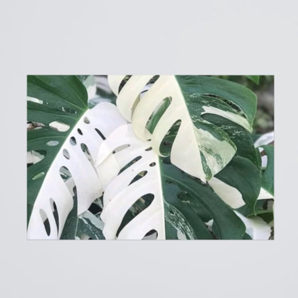 Variegated Monstera Albo, Half Moon Leaves - Wall Decor - Rare Plant Art Poster